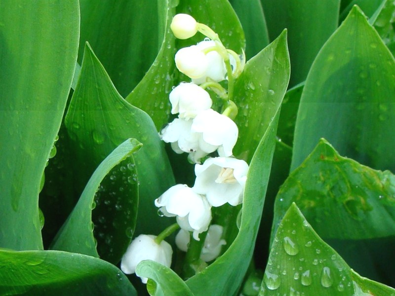 ландыши.jpg
